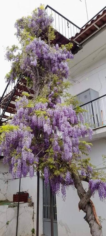 Vacation House Dionysia Vila Égio Exterior foto